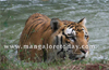 Mangaluru : Pilikula�s 21 yr old Tiger Raja dies of heart attack